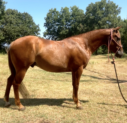 HorseID: 2318674 SMARTYBAR - PhotoID: 1105813