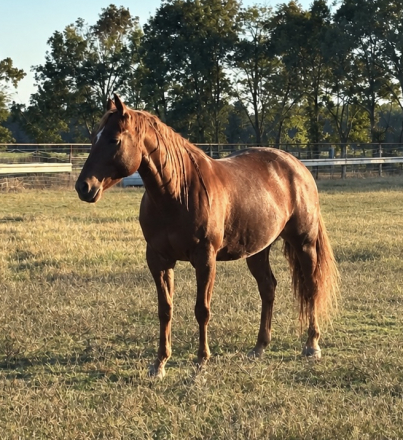 HorseID: 2318674 SMARTYBAR - PhotoID: 1105814