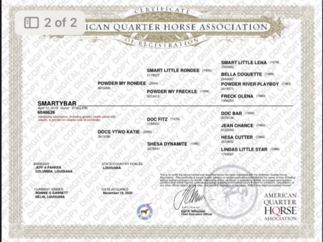 HorseID: 2318674 SMARTYBAR - PhotoID: 1105815