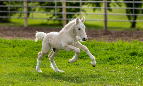 HorseID: 2318675 Meadowlark Pointe Dun It Legally - PhotoID: 1105816