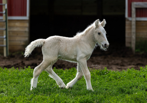 HorseID: 2318675 Meadowlark Pointe Dun It Legally - PhotoID: 1105819