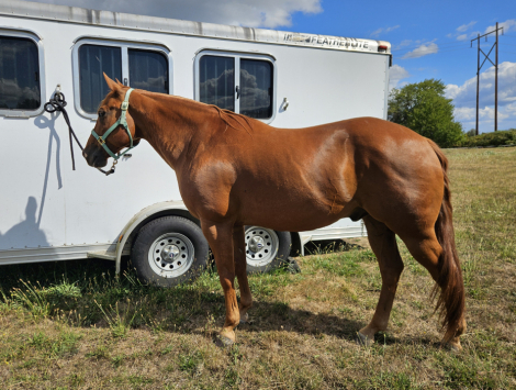 HorseID: 2318676 PEPS DERBY DAY - PhotoID: 1105836