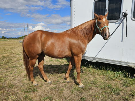 HorseID: 2318676 PEPS DERBY DAY - PhotoID: 1105837