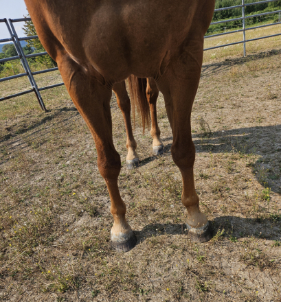 HorseID: 2318676 PEPS DERBY DAY - PhotoID: 1105838