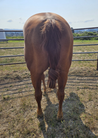 HorseID: 2318676 PEPS DERBY DAY - PhotoID: 1105839