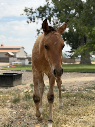 HorseID: 2318677 Roosters Bullet - PhotoID: 1105832