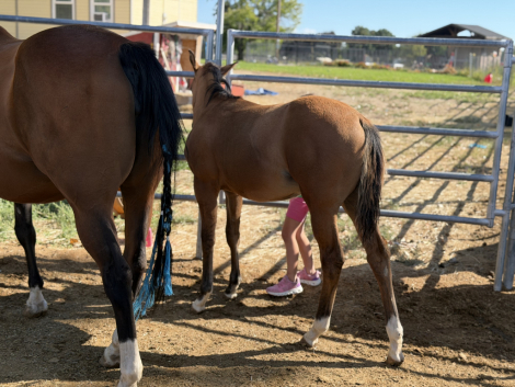HorseID: 2318677 Roosters Bullet - PhotoID: 1105833