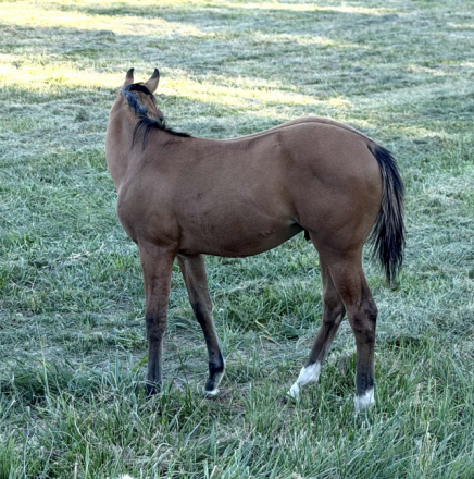 HorseID: 2318677 Roosters Bullet - PhotoID: 1105834
