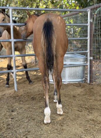 HorseID: 2318677 Roosters Bullet - PhotoID: 1105835