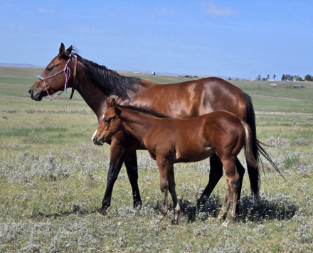 HorseID: 2318679 Gun Runner 307 - PhotoID: 1105841