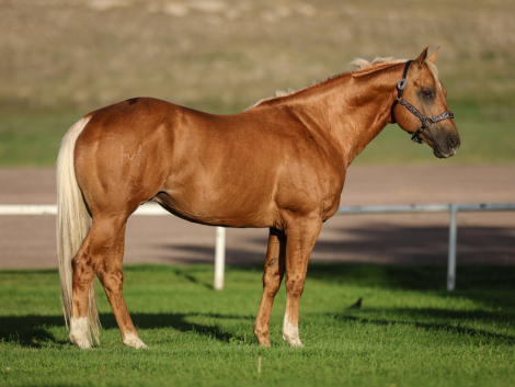 HorseID: 2318679 Gun Runner 307 - PhotoID: 1105842