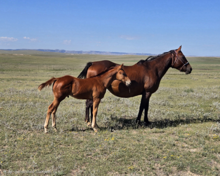 HorseID: 2318682 Depth Charge 307 - PhotoID: 1105844