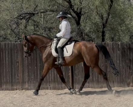 HorseID: 2318690 Percy - PhotoID: 1105847