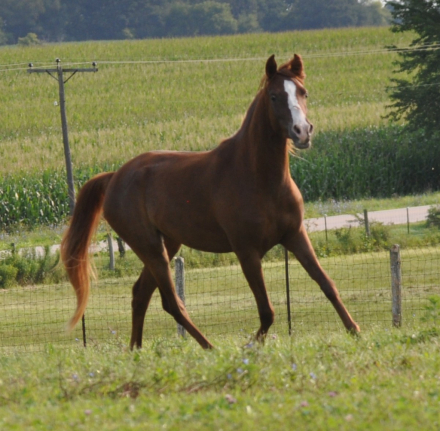 HorseID: 2318693 HH Lilianne Krush - PhotoID: 1105852