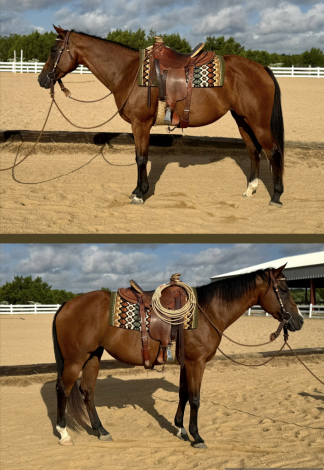HorseID: 2318695 Cali - PhotoID: 1105858