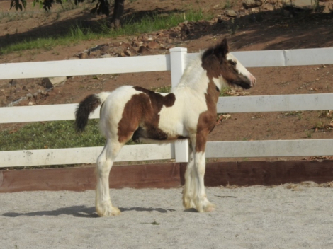 HorseID: 2318696 La Reina's Journeyman - PhotoID: 1105864