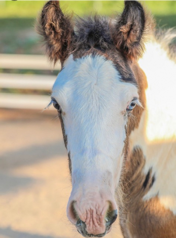 HorseID: 2318696 La Reina's Journeyman - PhotoID: 1105865