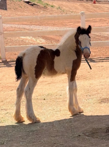 HorseID: 2318696 La Reina's Journeyman - PhotoID: 1105866