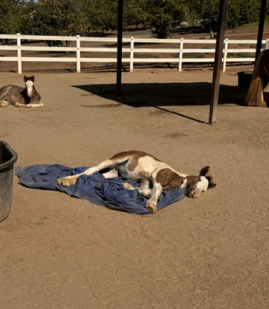 HorseID: 2318696 La Reina's Journeyman - PhotoID: 1105867