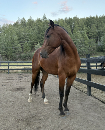 HorseID: 2318699 Que-Pasa de Harvest Meadows - PhotoID: 1105859