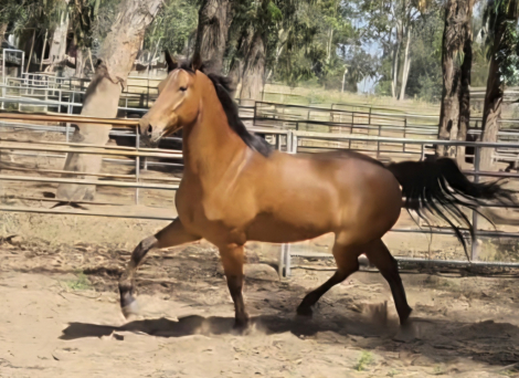 HorseID: 2318700 Dante - PhotoID: 1105860