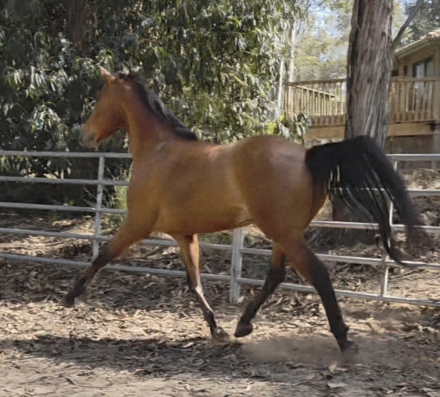 HorseID: 2318700 Dante - PhotoID: 1105861