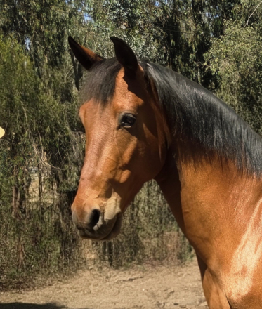 HorseID: 2318700 Dante - PhotoID: 1105862