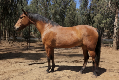 HorseID: 2318700 Dante - PhotoID: 1105863