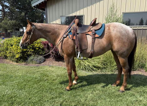 HorseID: 2318701 Lenas Queen of Harts - PhotoID: 1105868