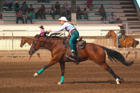 HorseID: 2318703 Just Plain Frenchy - PhotoID: 1105870