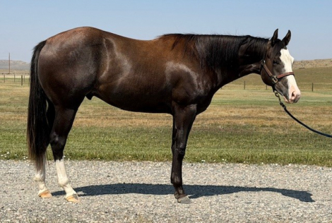 HorseID: 2318704 Cowboy Hanky Panky - PhotoID: 1105871