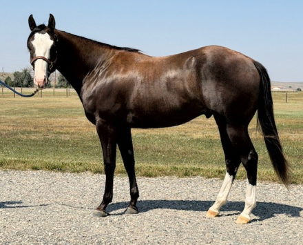 HorseID: 2318704 Cowboy Hanky Panky - PhotoID: 1105872