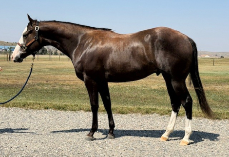HorseID: 2318704 Cowboy Hanky Panky - PhotoID: 1105873