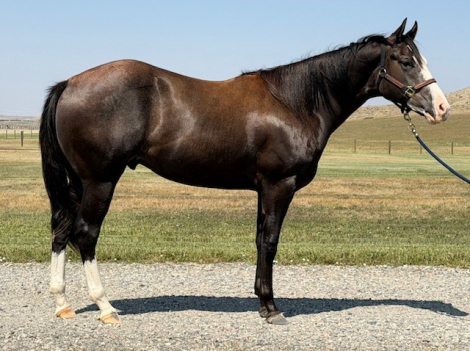 HorseID: 2318704 Cowboy Hanky Panky - PhotoID: 1105874