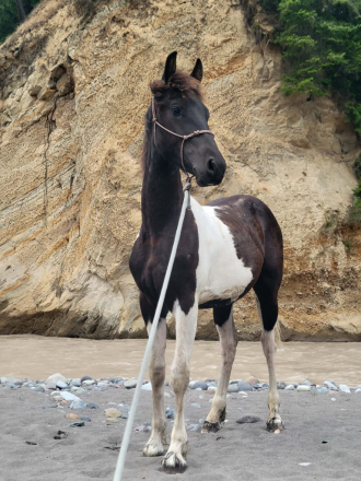 HorseID: 2318705 Ozzy De Lestat - PhotoID: 1105875