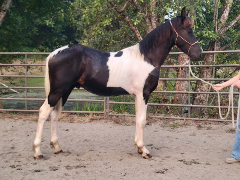 HorseID: 2318705 Ozzy De Lestat - PhotoID: 1105876