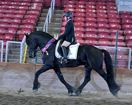 HorseID: 2318705 Ozzy De Lestat - PhotoID: 1105877