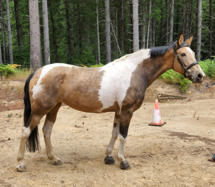 HorseID: 2318705 Ozzy De Lestat - PhotoID: 1105878