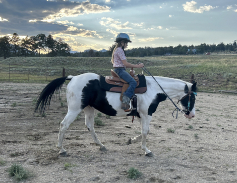 HorseID: 2318706 Disco - PhotoID: 1105879