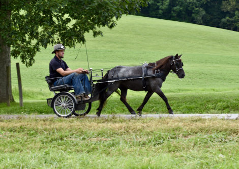 HorseID: 2318710 Slate - PhotoID: 1105892