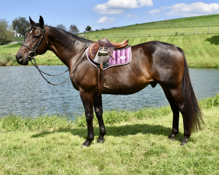 HorseID: 2318711 Catemaco - PhotoID: 1105893
