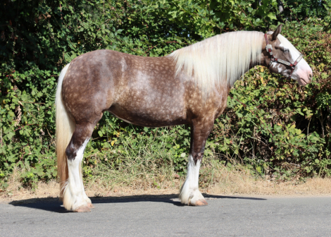 HorseID: 2318712 Dms royal selena - PhotoID: 1105888