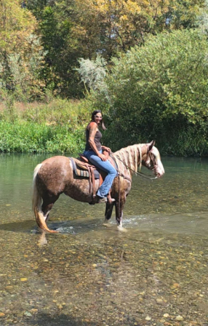 HorseID: 2318712 Dms royal selena - PhotoID: 1105890