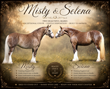 HorseID: 2318712 Dms royal selena - PhotoID: 1105891