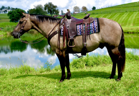HorseID: 2318713 Genuine Gem - PhotoID: 1105894