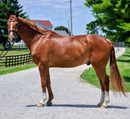 HorseID: 2318714 Wotano - PhotoID: 1105883