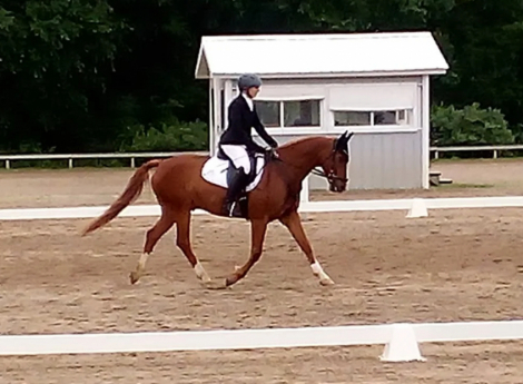 HorseID: 2318714 Wotano - PhotoID: 1105884