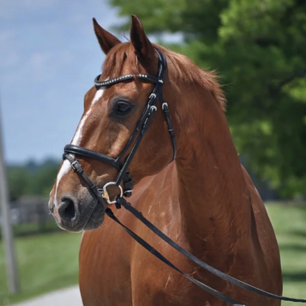 HorseID: 2318714 Wotano - PhotoID: 1105906