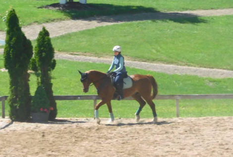 HorseID: 2318714 Wotano - PhotoID: 1105907