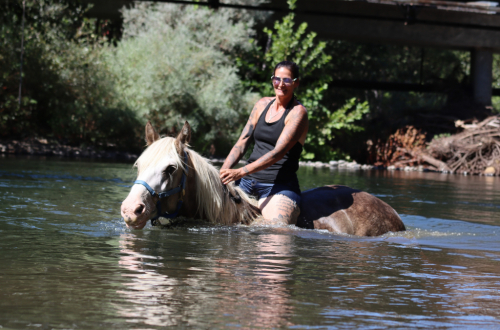 HorseID: 2318715 Dms royal silver mist - PhotoID: 1105896